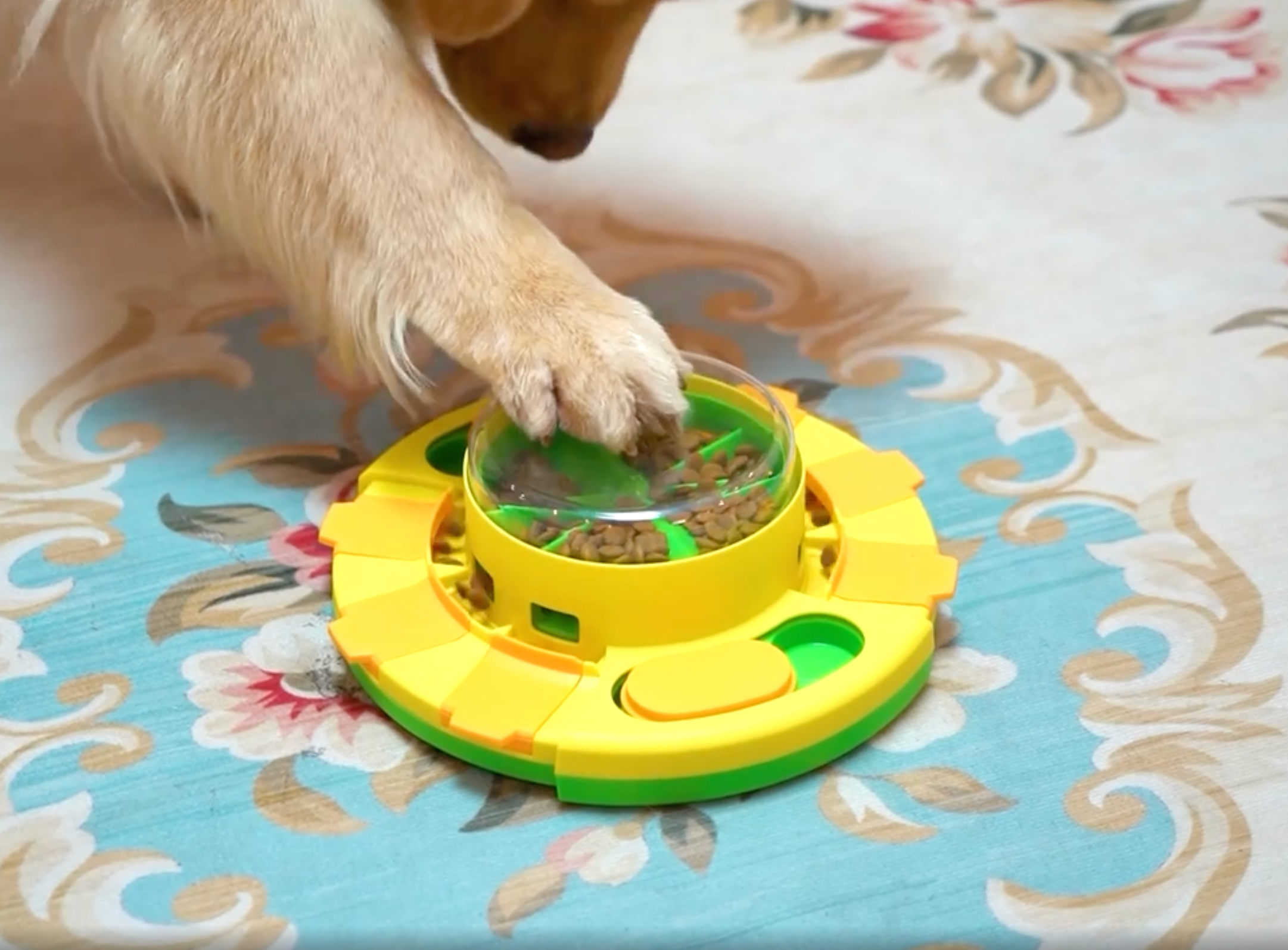 Jouet distributeur de friandises pour chien